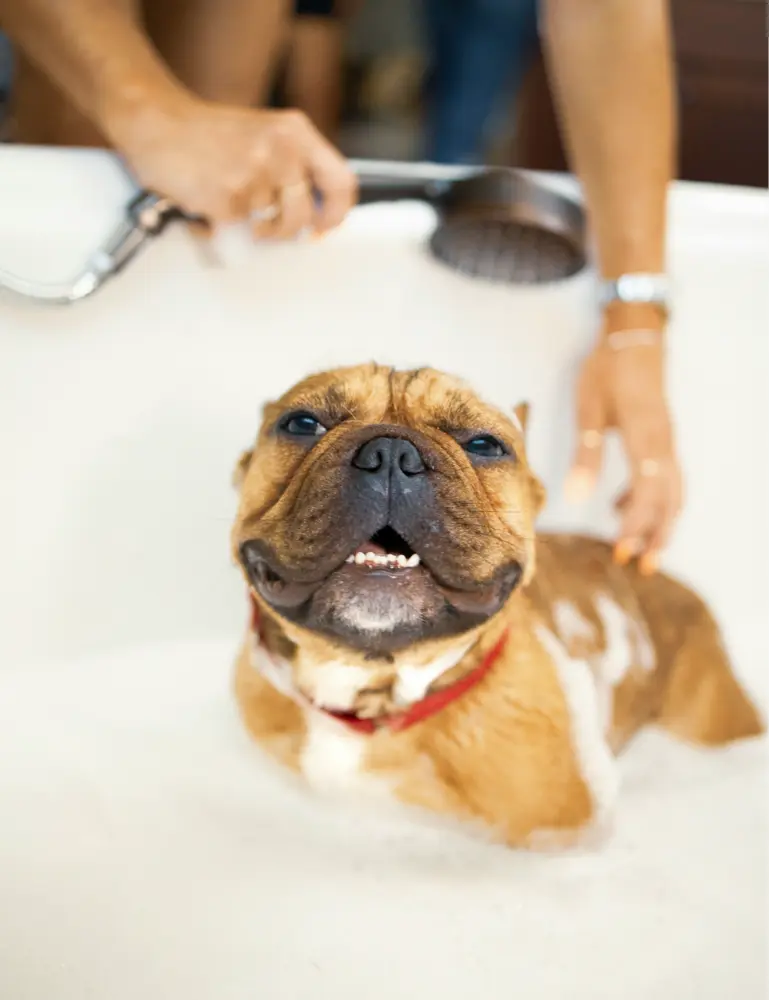 Sand + Paws Pet Shampoo & Conditioner - Oatmeal & Aloe - Image 2