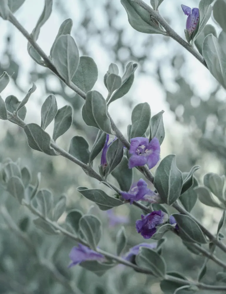 Eucalyptus & Lavender 11 Oz Scented Candle - Image 2